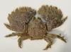 Porcellana platycheles